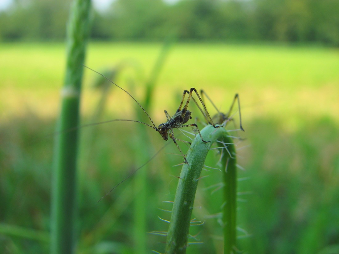 Odontopodisma cfr. decipiens insubrica